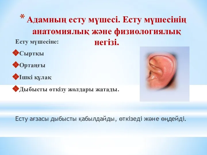 Адамның есту мүшесі. Есту мүшесінің анатомиялық және физиологиялық негізі. Есту мүшесіне: