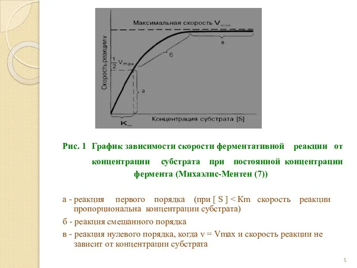 Рис. 1 График зависимости скорости ферментативной реакции от концентрации субстрата при
