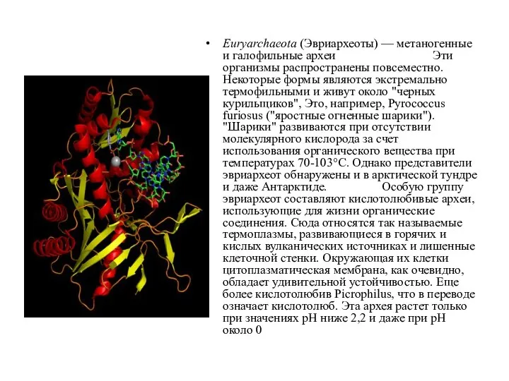 Euryarchaeota (Эвриархеоты) — метаногенные и галофильные археи Эти организмы распространены повсеместно.