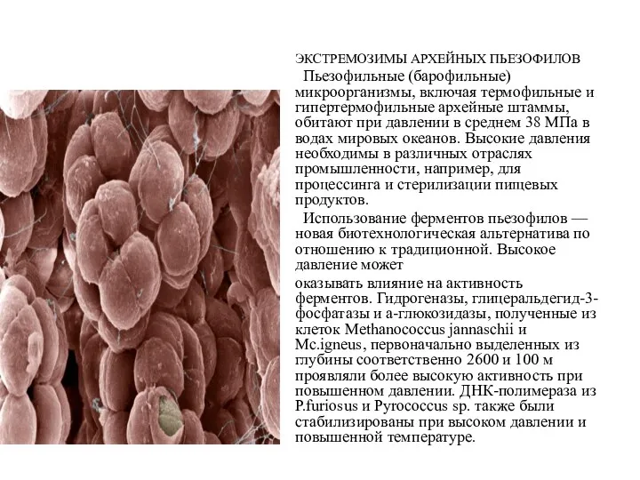 ЭКСТРЕМОЗИМЫ АРХЕЙНЫХ ПЬЕЗОФИЛОВ Пьезофильные (барофильные) микроорганизмы, включая термофильные и гипертермофильные архейные