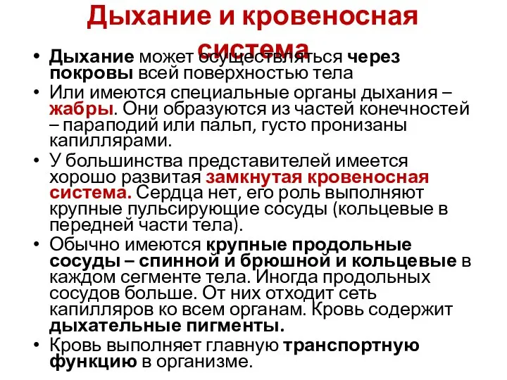 Дыхание и кровеносная система Дыхание может осуществляться через покровы всей поверхностью