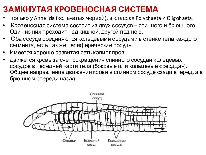 ЗАМКНУТАЯ КРОВЕНОСНАЯ СИСТЕМА только у Annelida (кольчатых червей), в классах Polychaeta