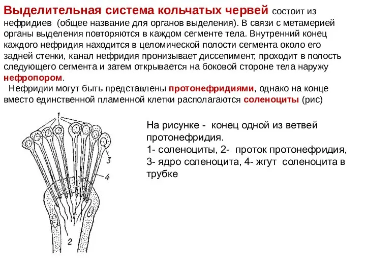 Выделительная система кольчатых червей состоит из нефридиев (общее название для органов
