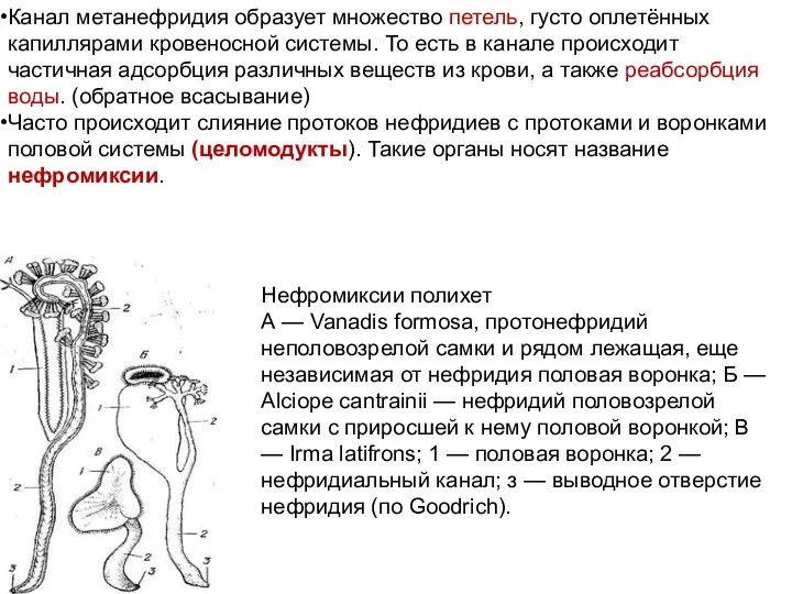 Канал метанефридия образует множество петель, густо оплетённых капиллярами кровеносной системы. То