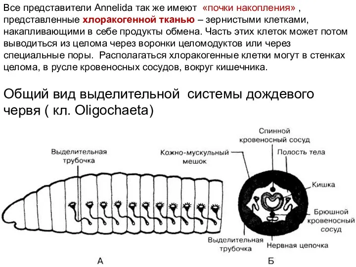 Общий вид выделительной системы дождевого червя ( кл. Oligochaeta) Все представители