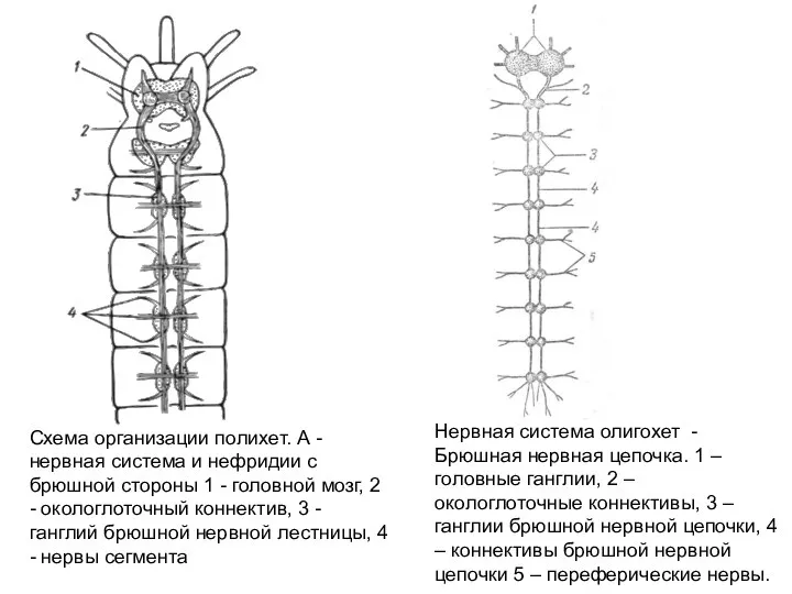 Схема организации полихет. А - нервная система и нефридии с брюшной