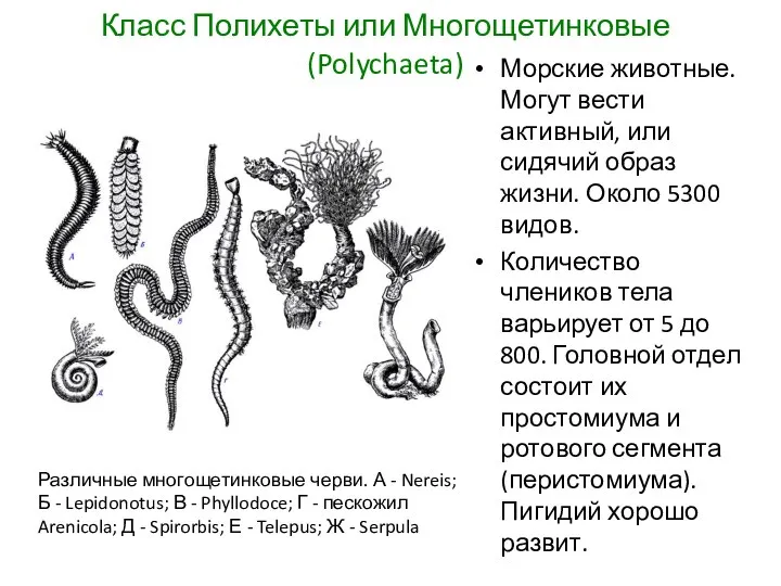 Класс Полихеты или Многощетинковые (Polychaeta) Морские животные. Могут вести активный, или