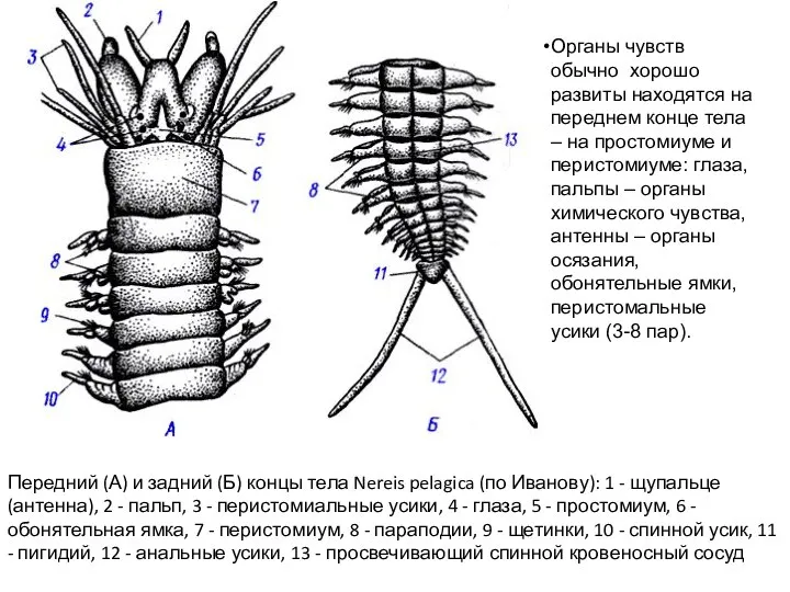 Передний (А) и задний (Б) концы тела Nereis pelagica (по Иванову):