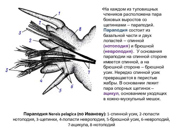 Параподия Nereis pelagica (по Иванову): 1-спинной усик, 2-лопасти нотоподия, 3-щетинки, 4-лопасти