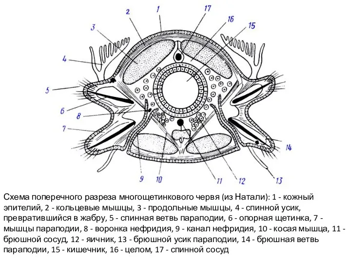 Схема поперечного разреза многощетинкового червя (из Натали): 1 - кожный эпителий,