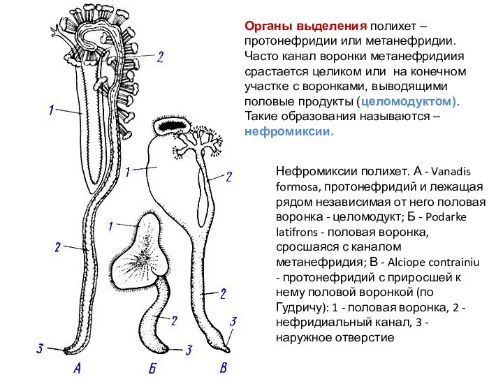 Нефромиксии полихет. А - Vanadis formosa, протонефридий и лежащая рядом независимая