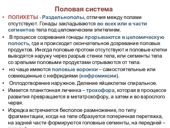 Половая система ПОЛИХЕТЫ - Раздельнополы, отличия между полами отсутствуют. Гонады закладываются