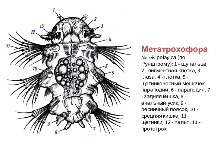 Метатрохофора Nereis реlаgiса (по Рунштрому): 1 - щупальце, 2 - пигментная