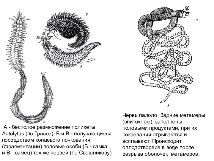 А - бесполое размножение полихеты Autolytus (по Грассе); Б и В