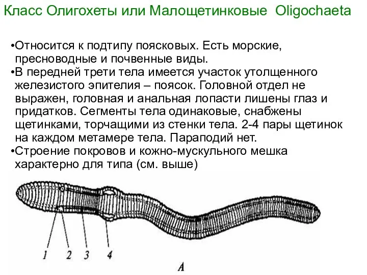 Класс Олигохеты или Малощетинковые Oligochaeta Относится к подтипу поясковых. Есть морские,