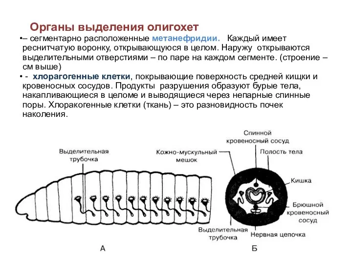 Органы выделения олигохет – сегментарно расположенные метанефридии. Каждый имеет реснитчатую воронку,