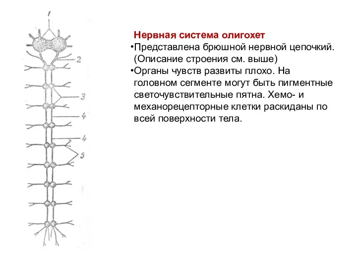 Нервная система олигохет Представлена брюшной нервной цепочкий. (Описание строения см. выше)