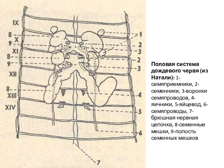 Половая система дождевого червя (из Натали): 1-семяприемники, 2-семенники, 3-воронки семяпроводов, 4-яичники,