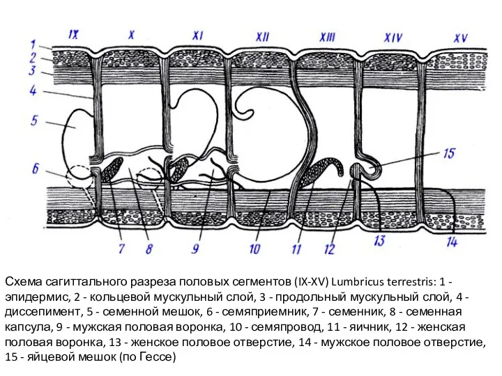 Схема сагиттального разреза половых сегментов (IX-XV) Lumbricus terrestris: 1 - эпидермис,