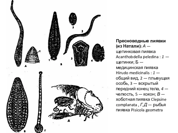 Пресноводные пиявки (из Натали): А — щетинковая пиявка Acanthobdella peledina :