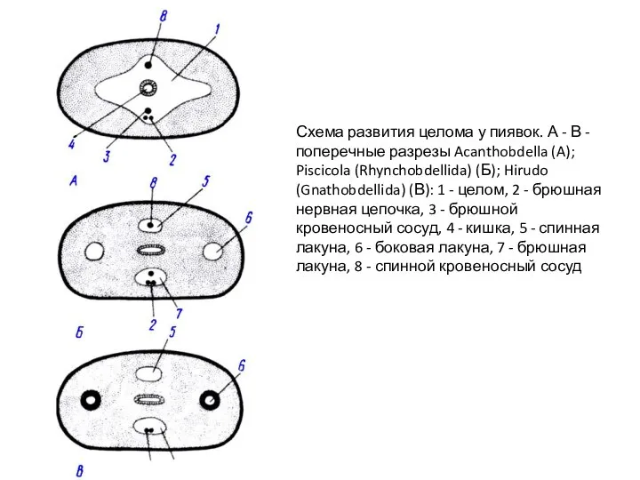 Схема развития целома у пиявок. А - В - поперечные разрезы