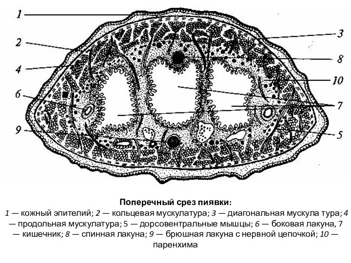 Поперечный срез пиявки: 1 — кожный эпителий; 2 — кольцевая мускулатура;