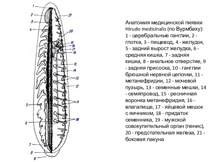 Анатомия медицинской пиявки Hirudo medicinalis (по Вурмбаху): 1 - церебральные ганглии,