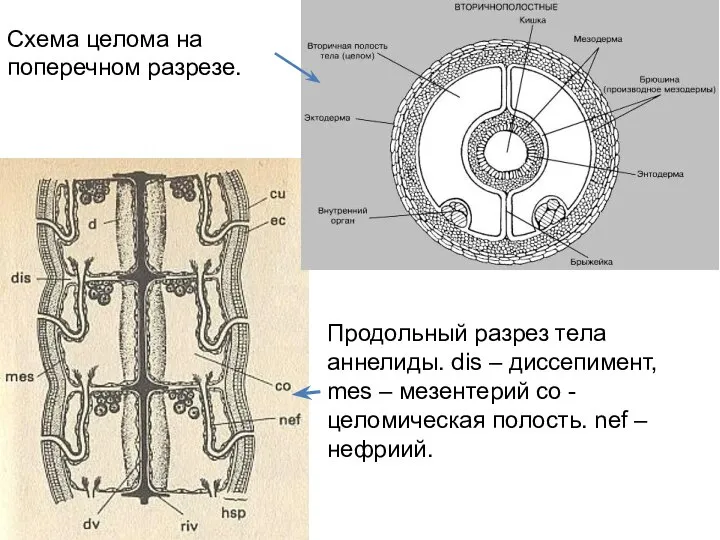 Продольный разрез тела аннелиды. dis – диссепимент, mes – мезентерий co