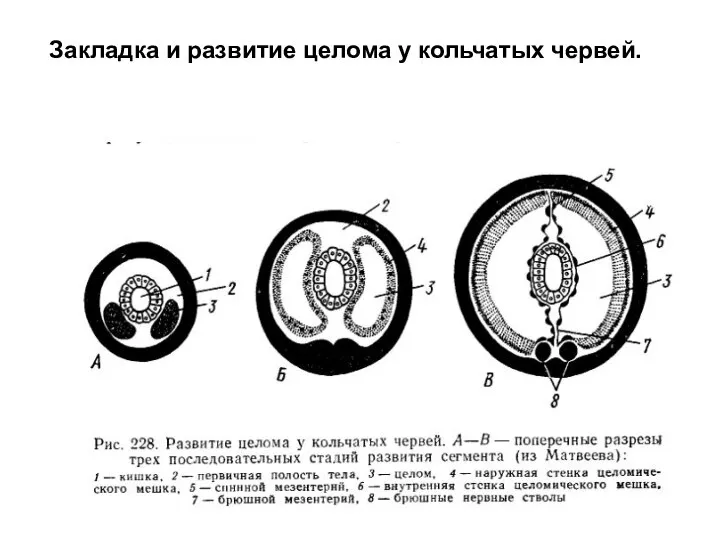 Закладка и развитие целома у кольчатых червей.