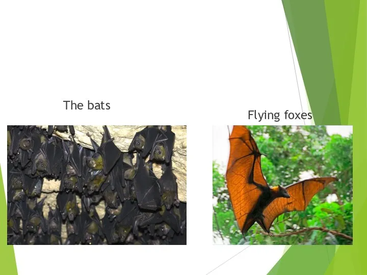 The bats Flying foxes