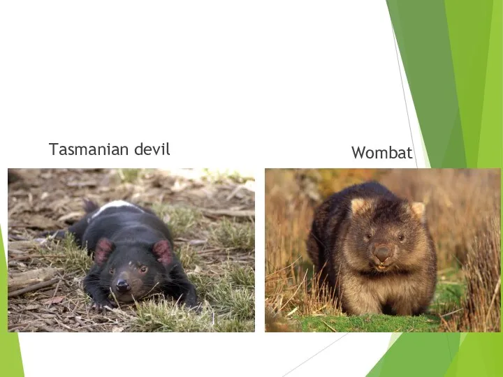 Tasmanian devil Wombat