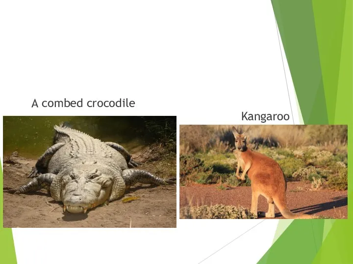 A combed crocodile Kangaroo