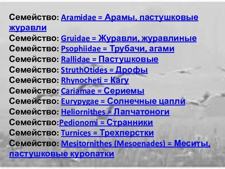 Семейство: Aramidae = Арамы, пастушковые журавли Семейство: Gruidae = Журавли, журавлиные