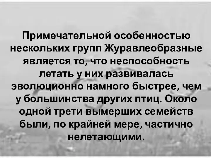 Примечательной особенностью нескольких групп Журавлеобразные является то, что неспособность летать у