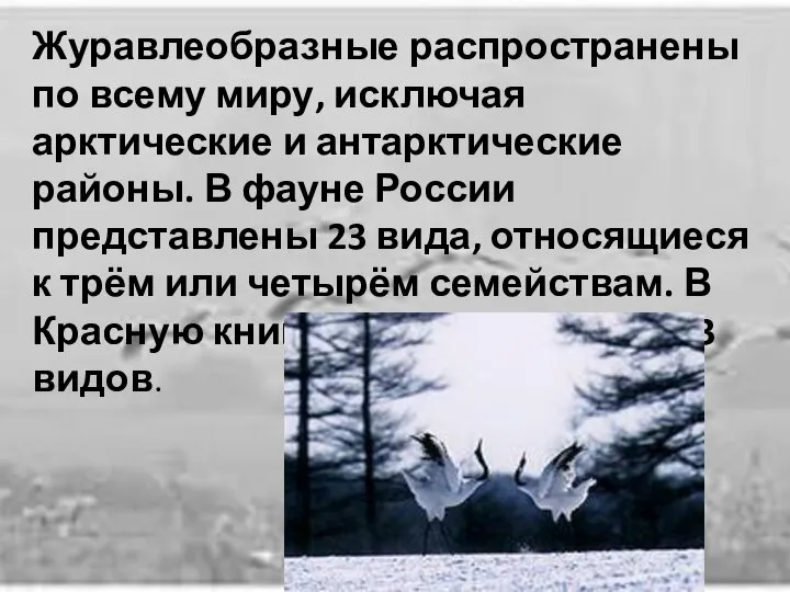 Журавлеобразные распространены по всему миру, исключая арктические и антарктические районы. В