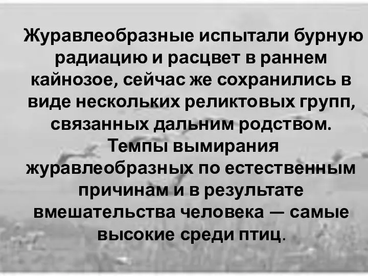 Журавлеобразные испытали бурную радиацию и расцвет в раннем кайнозое, сейчас же