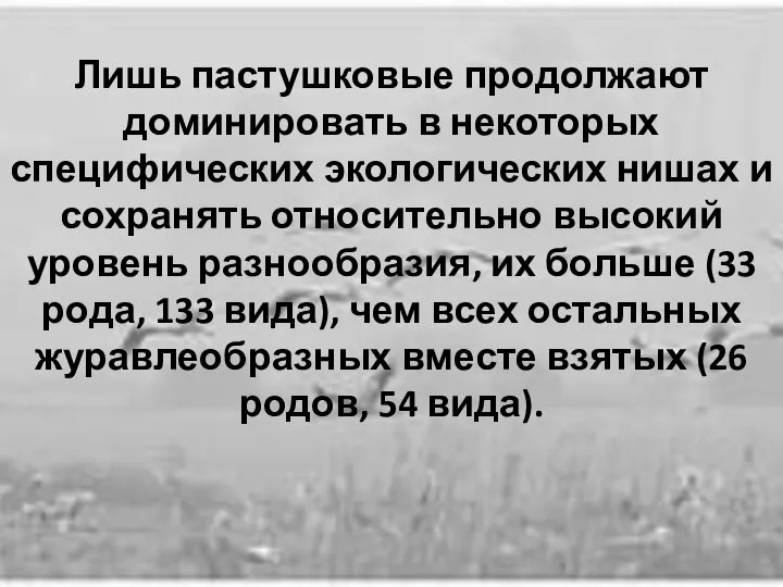 Лишь пастушковые продолжают доминировать в некоторых специфических экологических нишах и сохранять