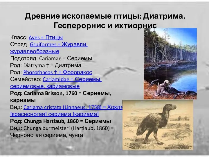 Класс: Aves = Птицы Отряд: Gruiformes = Журавли, журавлеобразные Подотряд: Cariamae