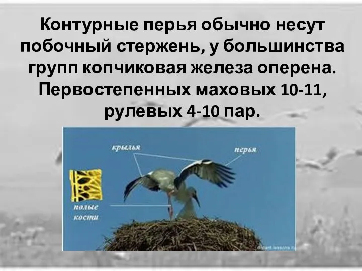 Контурные перья обычно несут побочный стержень, у большинства групп копчиковая железа