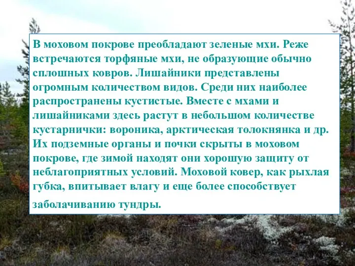 В моховом покрове преобладают зеленые мхи. Реже встречаются торфяные мхи, не