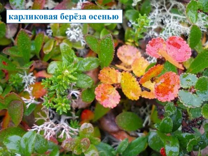 карликовая берёза осенью