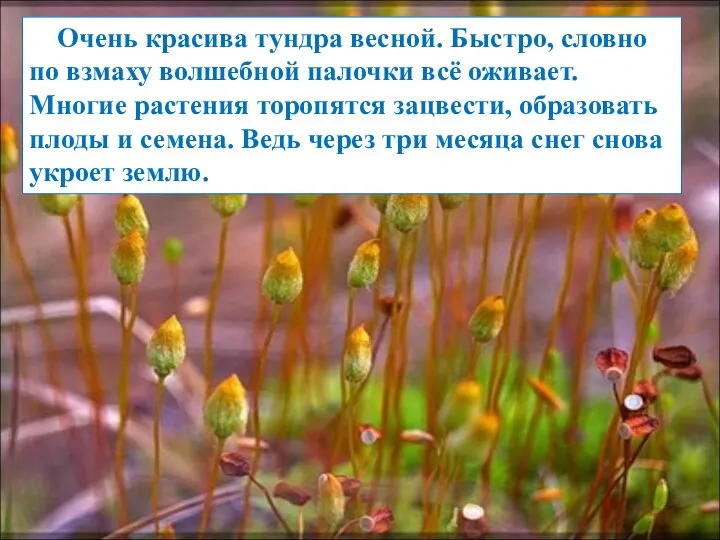 Очень красива тундра весной. Быстро, словно по взмаху волшебной палочки всё