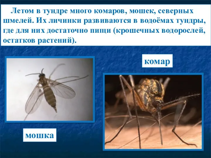 Летом в тундре много комаров, мошек, северных шмелей. Их личинки развиваются