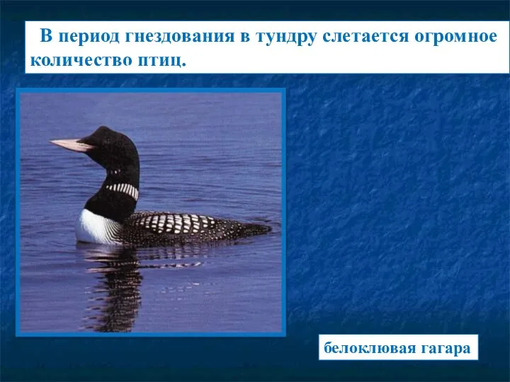 В период гнездования в тундру слетается огромное количество птиц. белоклювая гагара