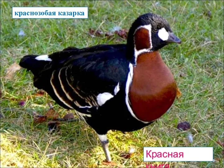 Красная книга краснозобая казарка