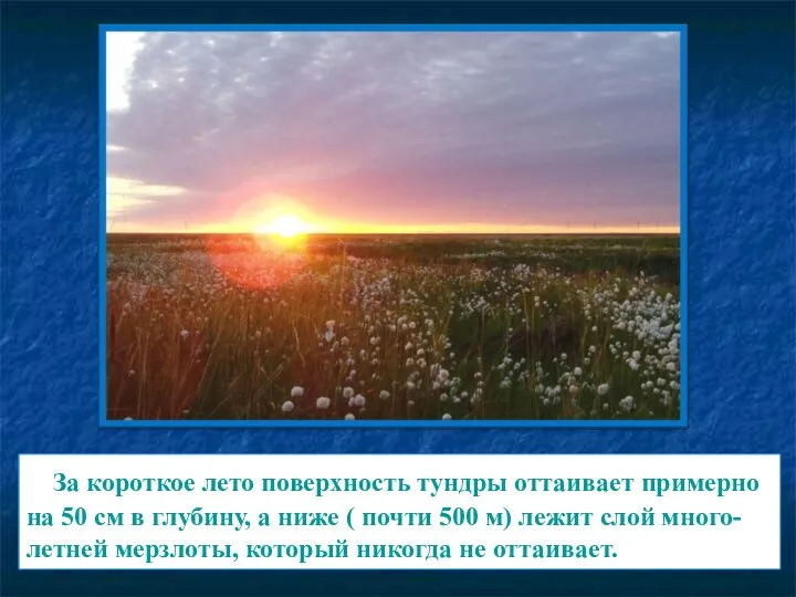 За короткое лето поверхность тундры оттаивает примерно на 50 см в