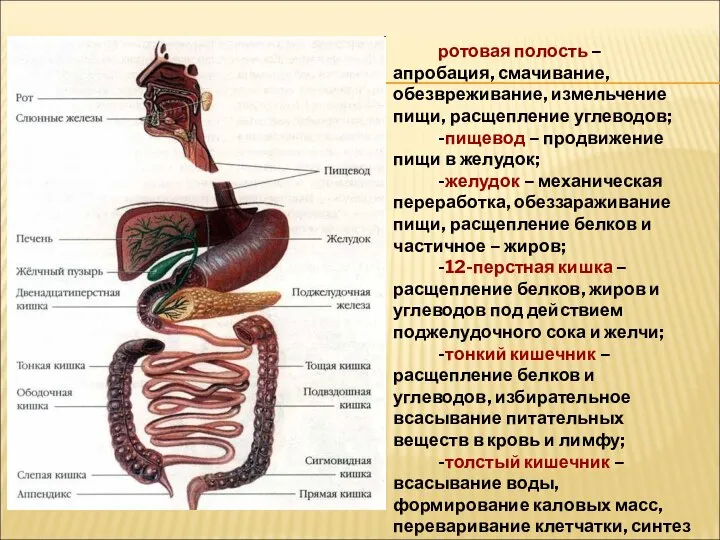 ротовая полость – апробация, смачивание, обезвреживание, измельчение пищи, расщепление углеводов; -пищевод