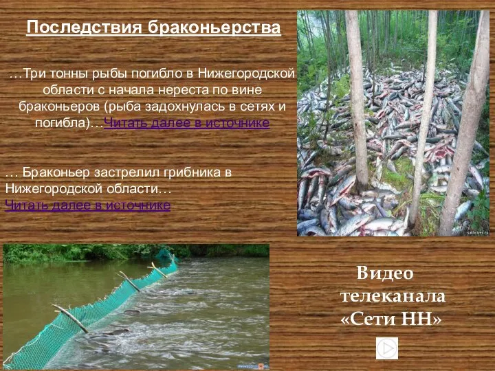 …Три тонны рыбы погибло в Нижегородской области с начала нереста по