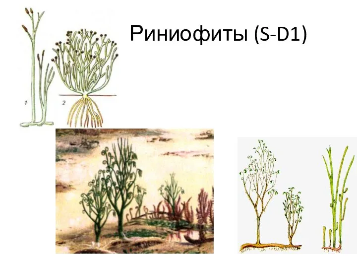 Риниофиты (S-D1)