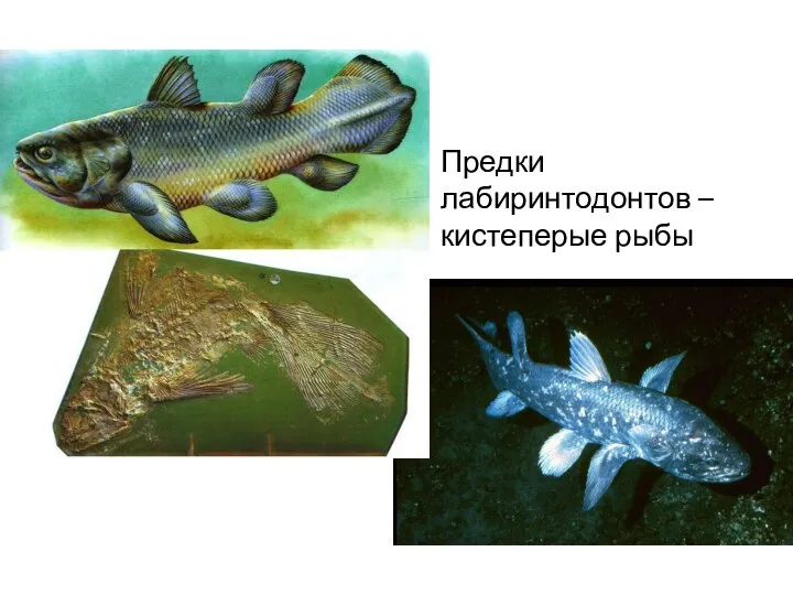 Предки лабиринтодонтов – кистеперые рыбы